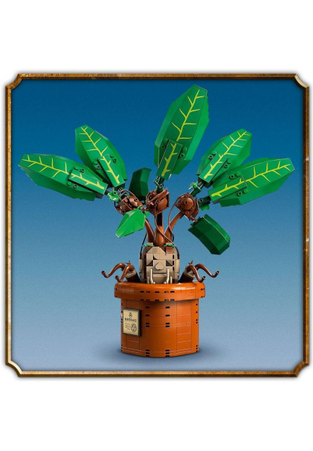 Mandragora