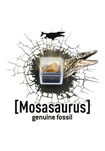 DinoKIT vykopávka a kostra Stegosaurus