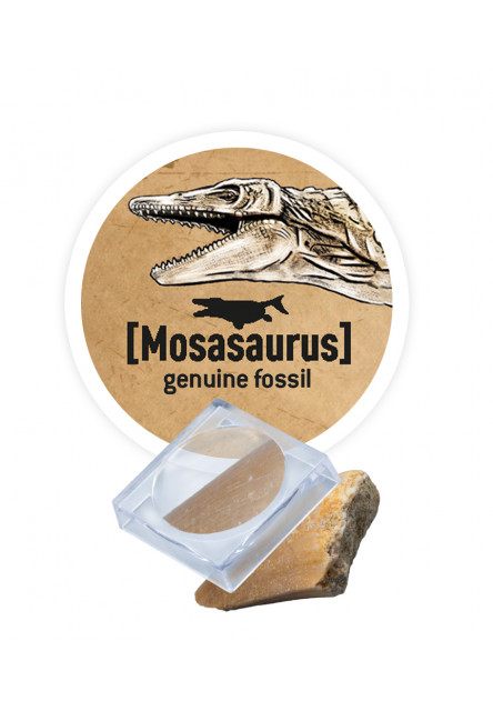 DinoKIT vykopávka a kostra Stegosaurus