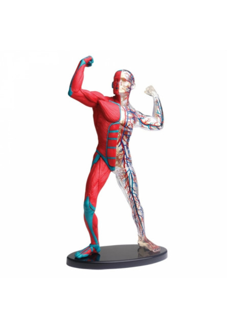 Ľudské telo - Albi Science - 2.vydanie