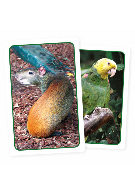 Všetky zvieratá sveta