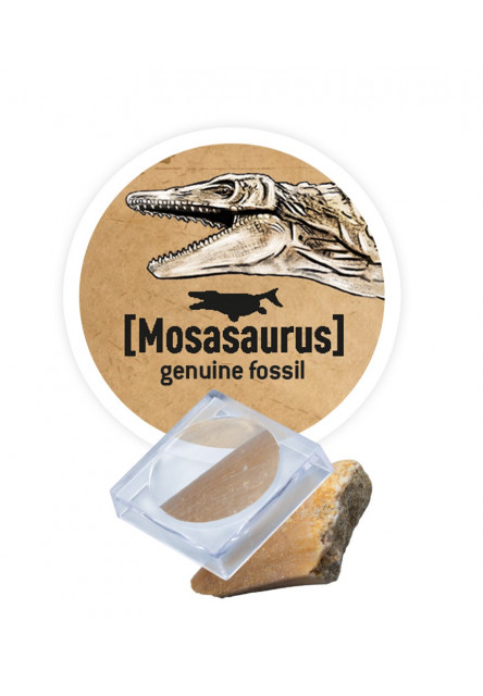 Dinodig vykopávka a kostra Tyranosaurus