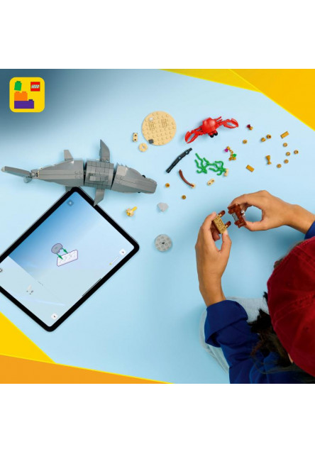 Divoký žralok a truhlica s pokladom