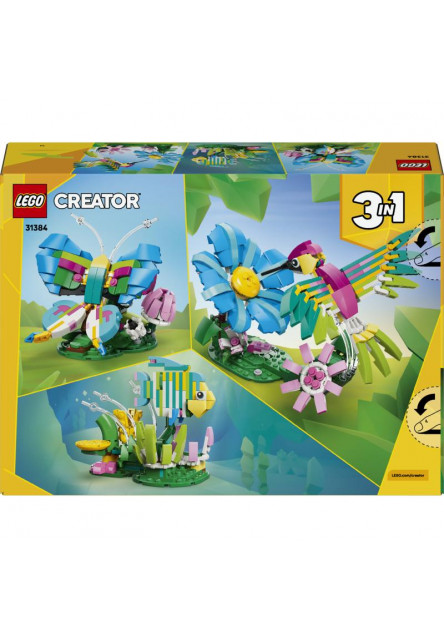 Divoké zvieratá: Farebný kolibrík