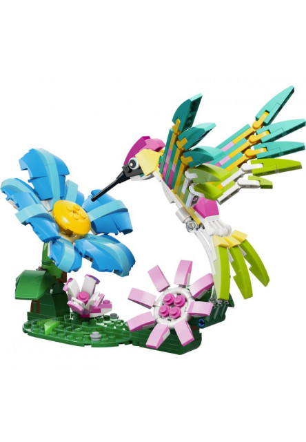 Divoké zvieratá: Farebný kolibrík