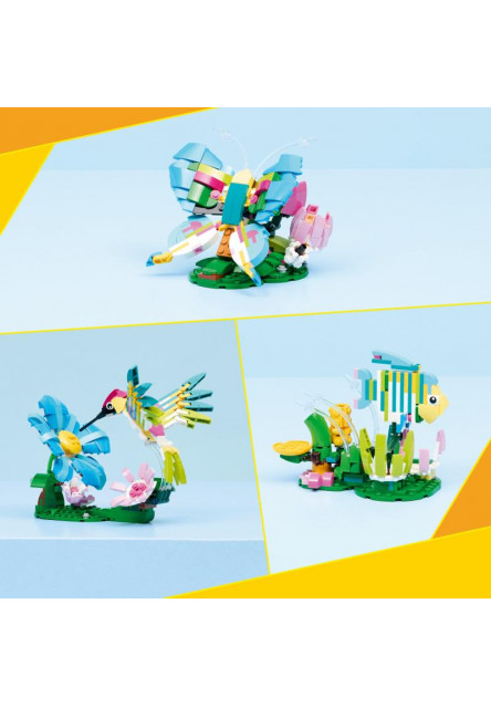 Divoké zvieratá: Farebný kolibrík