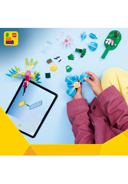 Divoké zvieratá: Farebný kolibrík