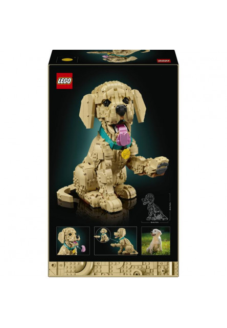 Šteňa zlatého retrievera