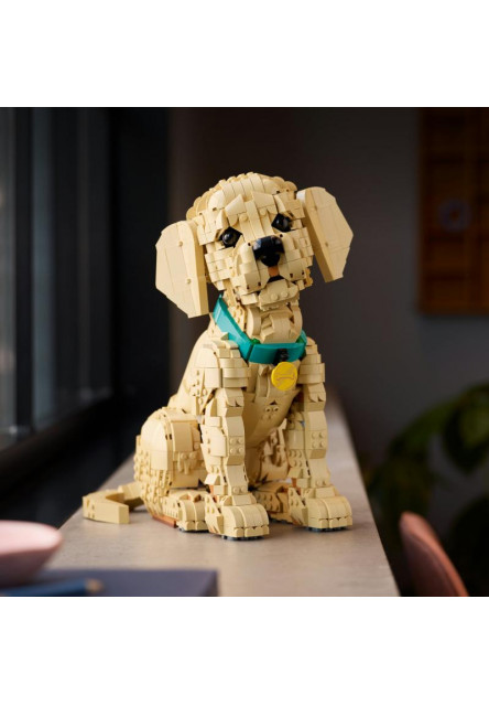 Šteňa zlatého retrievera